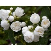 Жасмин (Чубушник) Bouquet Blanc